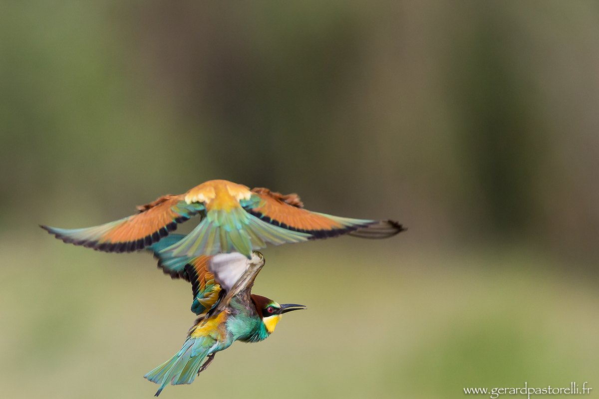 Bee eater 83